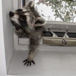 Raccoon break in