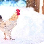 Rooster in the Snow
