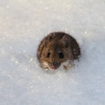 If you’re cold mouse