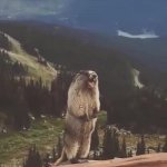 Screaming Marmot GIF Template