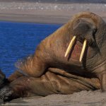 Walrus on the beach