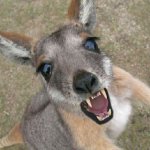 Vampire kangaroo