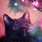 merry Christmas and happy new year | MERRY CHRISTMAS TO YOU ALL ON; IMG FLIP AND HAPPY NEW YEAR :D | image tagged in christmas cat,cat,christmas,new years,cute | made w/ Imgflip meme maker