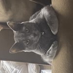 smoky cool