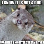 Random Otter | I KNOW IT IS NOT A DOG. BUT THERE'S NO OTTER STREAM EITHER | image tagged in random otter | made w/ Imgflip meme maker