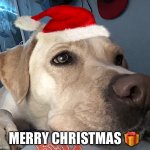 This is my dog! Up vote if he’s cute | MERRY CHRISTMAS 🎁 | image tagged in dog | made w/ Imgflip meme maker