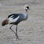 Grey Crowned Crane