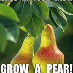 pear facts | ONCE   IN   YOUR   LIFE …; GROW   A   PEAR! | image tagged in pear facts | made w/ Imgflip meme maker