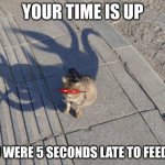 Fluffy NOOOOooo- | YOUR TIME IS UP; YOU WERE 5 SECONDS LATE TO FEED ME | image tagged in eldritch cat,cat,funny,run | made w/ Imgflip meme maker