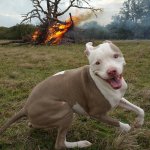 happy dog with tree on fire behind