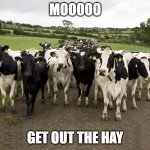 Dairy Cow Herd | MOOOOO; GET OUT THE HAY | image tagged in dairy cow herd | made w/ Imgflip meme maker