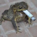 Timmy the cigar frog