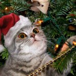 Christmas Cat stuck in a tree meme