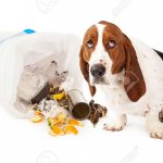 Dog with belly aches