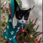 Butters Christmas Stocking