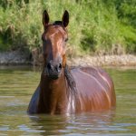 Horse in water template