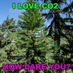 I Love CO2 | I LOVE CO2; HOW DARE YOU? | image tagged in wollemi pine the 'dinosaur tree' | made w/ Imgflip meme maker