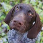 Suprised German shorthaired pointer template