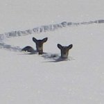 Deep Snow Deer