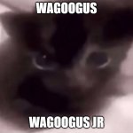 wagoogus jr meme