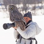 Owl sits on photographer