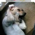 Lato lato | LATO-LATO; INI WM RIZKY ADITAMA | image tagged in dogs feel noisy | made w/ Imgflip meme maker