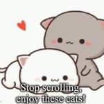 Cat | Stop scrolling, enjoy these cats! | image tagged in gifs,cat | made w/ Imgflip video-to-gif maker