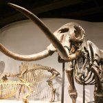 Mastodon Bones template