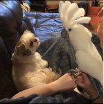 Cockatoo tells dog about his day