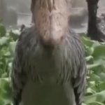 Shoebill