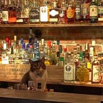 Sober cat behind the bar