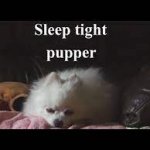 Sleep tight pupper