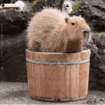 Capybara bath meme