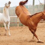 Horse kicking horse