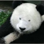 Pandas with down syndrome be like
