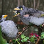 Screaming Myna Birds meme