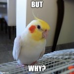 But why | BUT; WHY? | image tagged in cute parrot,why | made w/ Imgflip meme maker