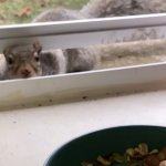 Squirrel Drive Thru Window Customer - SliceOfTheWildLife