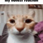 My Honest Reaction Template GIF Template