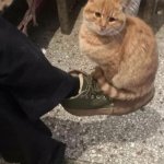 Cat on foot