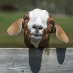 Smirking goat template