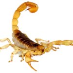 transparentYellowScorpion