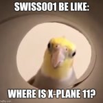 Cockatiel all seeing eye | SWISS001 BE LIKE:; WHERE IS X-PLANE 11? | image tagged in cockatiel all seeing eye | made w/ Imgflip meme maker