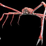 Japanese Spider Crab template