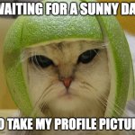 waiting for a sunny day to take my profile picture | WAITING FOR A SUNNY DAY; TO TAKE MY PROFILE PICTURE | image tagged in cat in lime football helmet | made w/ Imgflip meme maker