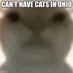 brainless cat 2.0 | CAN'T HAVE CATS IN OHIO | image tagged in brainless cat 2 0 | made w/ Imgflip meme maker