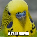 Meeting Budgie | A TRUE FRIEND | image tagged in meeting budgie | made w/ Imgflip meme maker