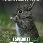Bunny | I SAW A CARROT TODAY! I SWEAR IT WAS THIS BIG! | image tagged in cute bunny | made w/ Imgflip meme maker