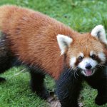 Red panda