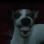laughing dog GIF Template